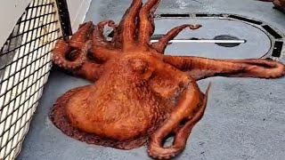 WHAT WILL A BEAUTIFUL BIG 🐙OCTOPUS DO? | 👍ANIMALS