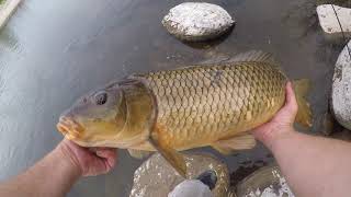 It's Carp Time // Salt River Fishing AZ