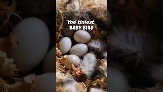 the tiniest baby bird