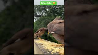 Beautiful #life #trending #love #reels #shortvideos #viralvideo #shorts #birds #video #sound #funny