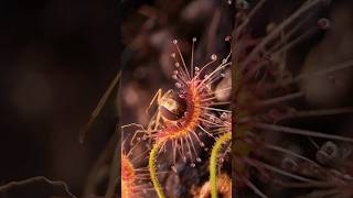 Carnivorous plant tentacles smother a bug #carnivorousplant