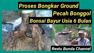 Proses bongkar ground pecah bonggol bonsai bayur usia 6 bulan #KarakterDasarBonsai #ProgramAkar