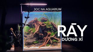 NANO TANK SETUP 30C - HỒ THUỶ SINH VỚI DƯƠNG XỈ, RÁY.