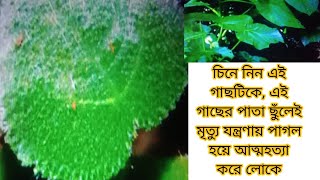 চিনে নিন গাছটাকে, এই গাছের পাতা ছুঁলেই মৃত্যু যন্ত্রণায় পাগল হয়ে আত্মহত্যা করে লোকে।