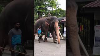 Sindu🐘🪵|Like & Subscribe #sindu #tusker #like #subscribe #lokibeasts