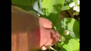 HARVESTING LILLY OF THE VALLEY | Spring Blooms | May Blooms 🤍🤍🤍