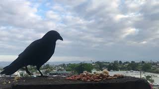 DOPE ASS CROW PERFORMS BEAUTIFUL EGG BALLET