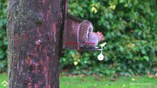 Arken Optics Zulus, Squirrel shot full colour in fading light without electronic `noise`, opinions?