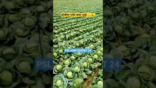 #watermelon #farming #size #colors #harvesting #setting#crop #insecticides #pest #insects #fungic