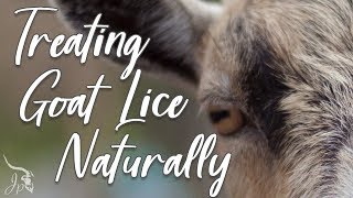 Treating Goat Lice Naturally