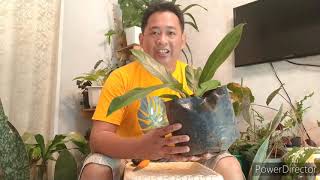 plant care for lacy tree philodendron