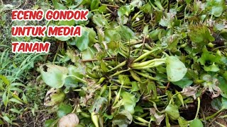 Pembuatan media tanam melon dengan campuran eceng gondok (1)