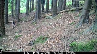 Fallow deer strolls away