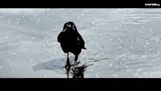 WALKING ON WATER CROW 28-04-2019 DORDRECHT filmed with Huawei P30-Pro