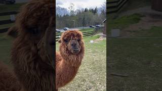 Alpaca 🦙❤️ #llamas #alpaca #cuteanimals #animalshorts