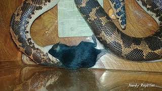 Time Lapse: Sand boa eating mouse