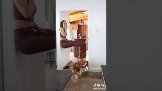 🐶😂SHORT DOG PRANK😂🐶 TikTok Highlights