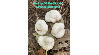 SHRIMP OF THE WOODS/ABORTED ENTOLOMA MUSHROOMS. Edible wild mushroom