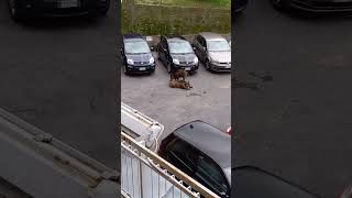 CINGHIALI  NEL PIAZZALE DI  CASA MIA  CIAO A TUTTI