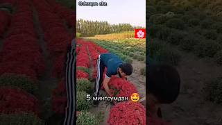 🌸#farming #satisfying #gardening #vegestables #youtubeshorts @rupasanjya 🌸😍