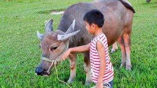 nhạc con trâu -  trâu ơi - bài hát gọi trâu - con trâu -  liên khúc nhạc con trâu