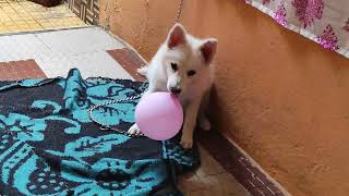 puppy playing with baloon in home