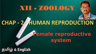 XII   CH   2   Female reproductive system