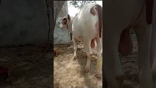 BEAUTIFUL BULL 🐂 BAKRA EID  COW MANDI 2025 #Qurbani