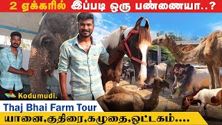 ஒரே இடத்தில் இத்தனை கால்நடைகளா?|Thaj Bhai Farm Tour #horsefarm #donkeyfarm #camelfarm #thajbhaifarm