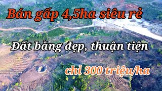 Siêu rẻ! 4,5ha bằng đẹp, thuận tiện giá chỉ 300 triệu/ha| bán đất đắk nông