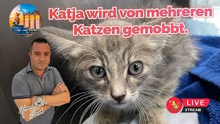 Katja wird von mehreren Katzen gemobbt.