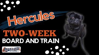 Pug, 2 y/o, "Hercules" | Outstanding Pug Training Spokane WA | Off Leash K9 Training