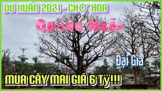 Du Xuân 2021: Đại Gia Mua Cây Mai KH.Ủ.NG Giá 6 Tỷ Đồng Ở Chợ Hoa Tết Tân Sửu TP Quảng Ngãi.