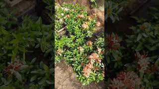 Conhece a flor Ixora? #plants #plantas #flores #ixoraplant