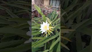 ORGANIC FARMING: Pollinating Dragon Fruit