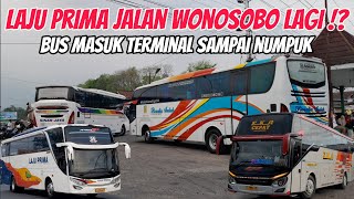 Tiba-tiba PO Laju Prima Jalan Wonosobo Lagi⁉️ Terminal Binorong Area Ramai Bus Ngga Habis Habis‼️