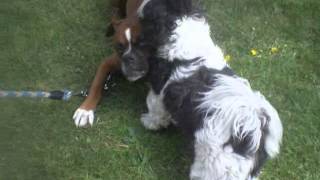 Verdi juega con su amigo Shih Tzu