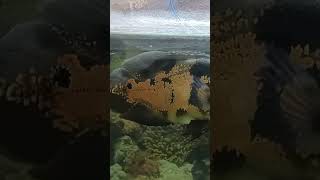 Biggest GOLD & BLACK Fish Ever Caught in Freshwater Aquarium! #song #trending #viralshort #fish