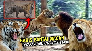 Menegangkan! Detik-detik Harimau Berduel Dengan Singa Dan Macan Tutul - Endingnya Bikin Kaget!