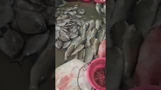 super fresh na naman ang mga isda🐬🐟🥰,#subscribe #amazing #viral