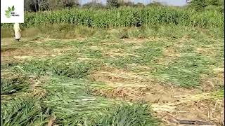 Harvesting corn in Karnataka