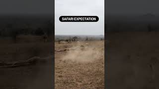 Safari expectations VS Reality #safari #shortsvideo #viral