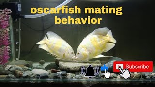 oscarfish mating behavior