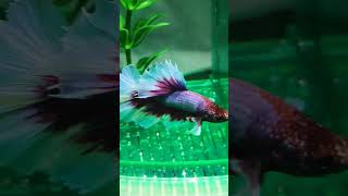 Beautiful betta fish ❤️❤️❤️