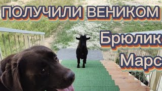 ПОЛУЧИЛИ ВЕНИКОМ МАРС И БРЮЛИК