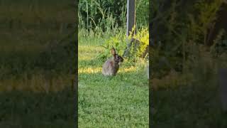 Yard Buddy #countrylife #rabbit