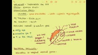 Volvovaginalis mbbs microbiology