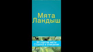 Мята ландыш