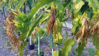 Commercial dragonfruit pollination 2