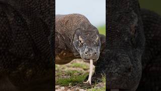 Revealing the Mysteries of the Komodo Dragon! 🐉😲😬 #shorts #wildlife #reptiles